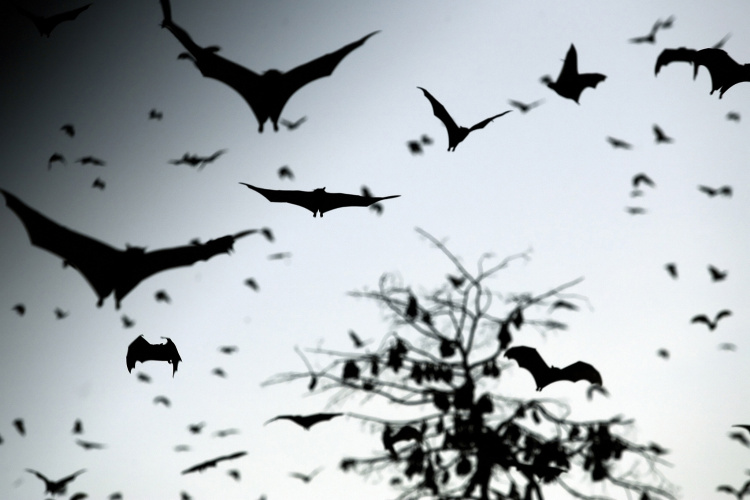 Bats of Kasanka