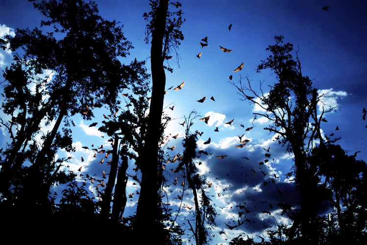 The Bats of Kasanka, BBC Wildlife magazine, September 2006