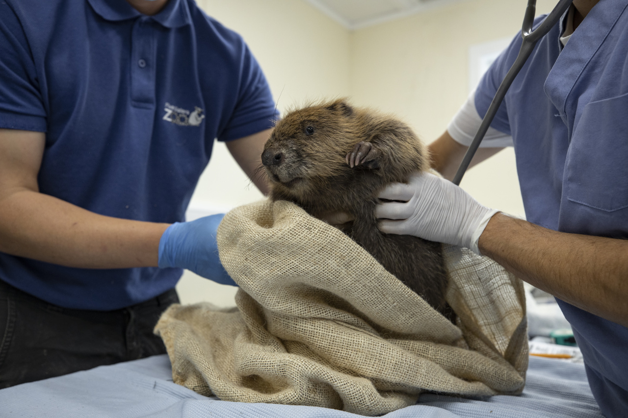 Kieran Dodds REWILD in The New York Times, September 2021 A kit (young)  beaver at Five Sisters Zoo in West Calder, Scotland is given a health check by specialist wildlife veterinarian Romain Pizzi and Gary Curran (head keeper of the zoo),  before relocation to England.  Beaver expert Roisin Campbell-Palmer works with farms who have been granted lethal control licenses by the Scottish Government and gives them the option to humanely trap and relocate the beavers to England.

Beavers were hunted to extinction in Scotland in the 16th century but in recent years they have recolonised the landscape after a small number escaped from private wildlife collections particularly around Tayside. As population has grown to over 1000 animals, farming communities were granted permission by  the Scottish Government to cull animals that can block drainage systems by raising water levels and ruin commercial crops. Conservationists argue the rodent, widespread in continental Europe, can rapidly reform a landscape for the benefit of wildlife, felling trees and flooding surrounding landscapes by the creation of dams.